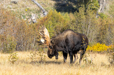 Bull Moose in Grand Teton National Park Wyoming in Autumn
