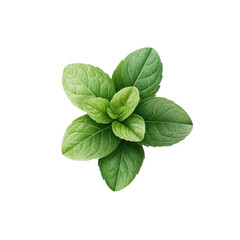 Fresh mint leaves cluster vibrant green organic healthy aromatic culinary herb natural ingredient botanical beauty transparent background