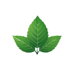 Fresh green mint leaves symbolize health and wellness, perfect for natural remedies and culinary uses transparent background