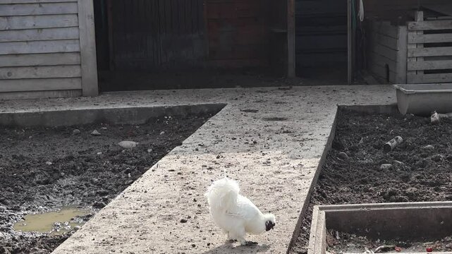 Poule - La race Soyeuse