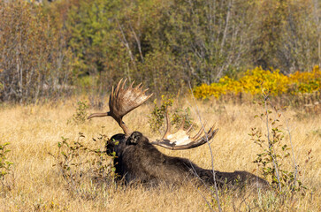 Bull Moose in Grand Teton National Park Wyoming in Autumn