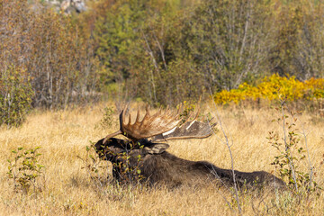 Bull Moose in Grand Teton National Park Wyoming in Autumn