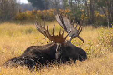 Bull Moose in Grand Teton National Park Wyoming in Autumn