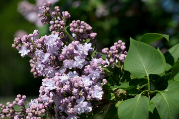 Lilac blooms shine in spring's bright light