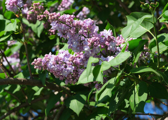 Lilacs bloom, brightening spring’s garden