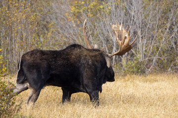 Bull Moose in Grand Teton National Park Wyoming in Autumn