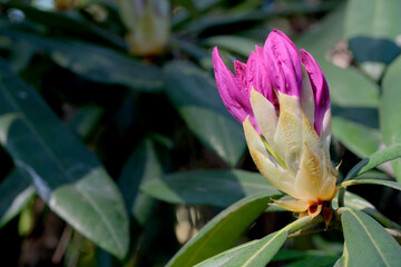 Purple rhododendron blooms in spring