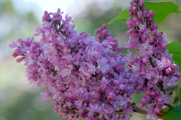 Lilac blooms sway softly in the breeze