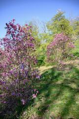 spring in the garden
