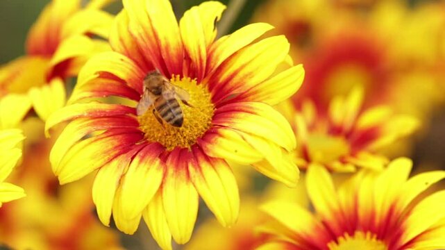 detalle de abeja polinizando una colorida flor de crisantemo