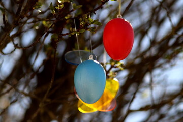 Easter decorations: brightly painted eggs hang from a small bush in the sunlight. Red and light blue close up.