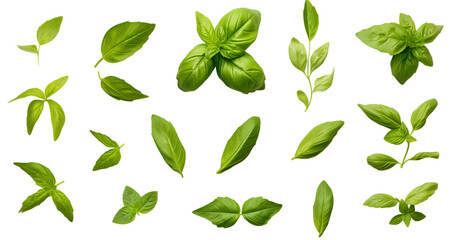 A scattered arrangement of fresh basil leaves isolated against a transparent background in a studio shot png