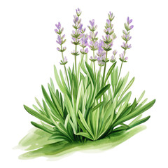 Lavender plant with green leaves and purple flowers growing naturally in garden