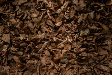 Background of brown autumn alder leaves
