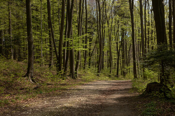 Obraz premium Ojcow National Park, Young greenery in early spring on a sunny day in the park, active recreation, hiking in Poland, family vacation, rocks, hiking routes in the mountains 