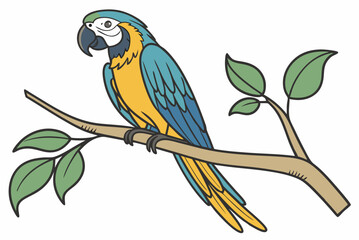 blue and yellow macaw