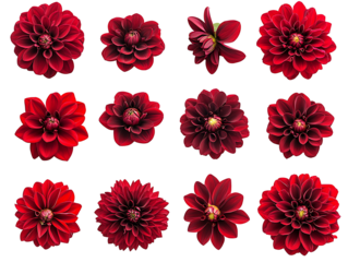 Collection of red dahlia flowers on transparent background isolated on transparent background