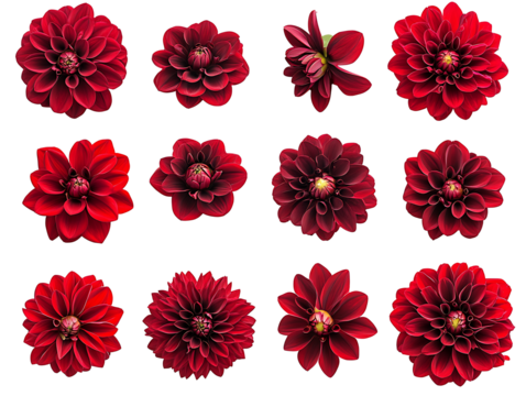 Collection of red dahlia flowers on transparent background isolated on transparent background