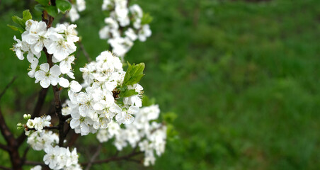 white flowers on a green background