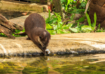Short Clawed Asian Otter next to a pool of water with a fish in it's paws