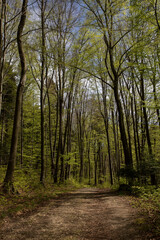 Ojcow National Park, Young greenery in early spring on a sunny day in the park, active recreation, hiking in Poland, family vacation, rocks, hiking routes in the mountains
