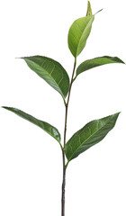 Obraz premium Green plant stem with fresh leaves