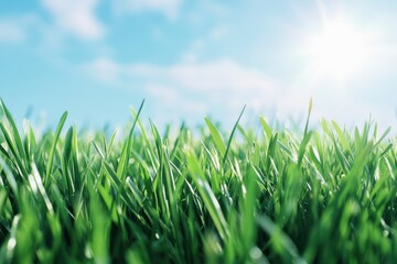 Green Grass Under Sunny Sky