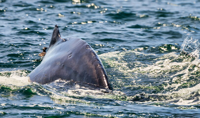 Fototapeta premium Humpback whale breaching in Monterey Bay, California. Ocean splash, marine wildlife, whale watching, nature moment, aquatic mammal, Pacific coast. Close up