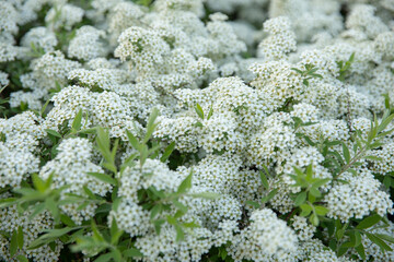 Shrub of spiraea betulifolia tor or birchleaf spirea with white flowers close up of white flowers © Tatsiana