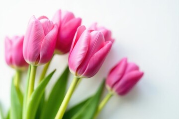 Fototapeta premium Close-up of several pink tulips on pure white , macro, vibrant, white background