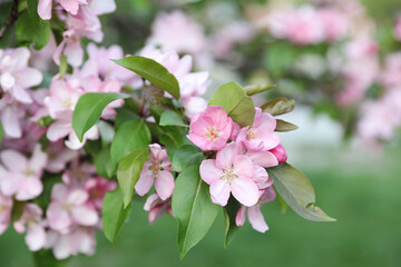 Delicate pink apple blossoms on a tree branch with green leaves in early spring.