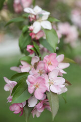 Delicate pink apple blossoms on a tree branch with green leaves in early spring.