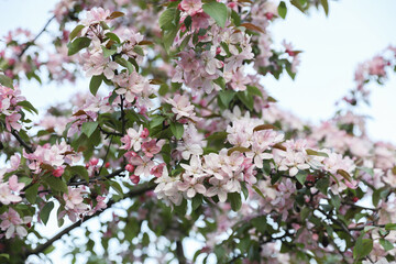 Obraz premium Delicate pink apple blossoms on a tree branch with green leaves in early spring.