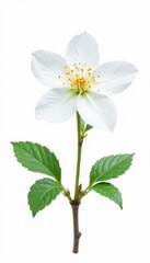 Obraz premium Delicate white blossom, isolated on pure white , stock photo, image