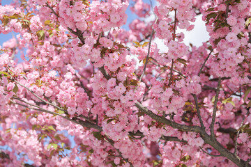 Sakura. Pink double cherry blossoms
