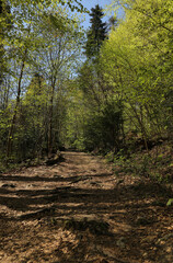 Ojcow National Park in Poland, near Krakow, rocks, active recreation, hiking in Polish mountains, family vacation, rocks, hiking routes in the mountains
