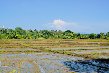Lush Green Paddy Fields in a Quiet Village Setting. Beautiful Paddy Field in a Peaceful Rural Landscape. Rural Rice Field with Calm and Natural Environment. Scenic Green Paddy Field in the Countryside
