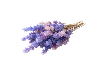 Lavender flower bouquet with purple and pink hues on transparent background