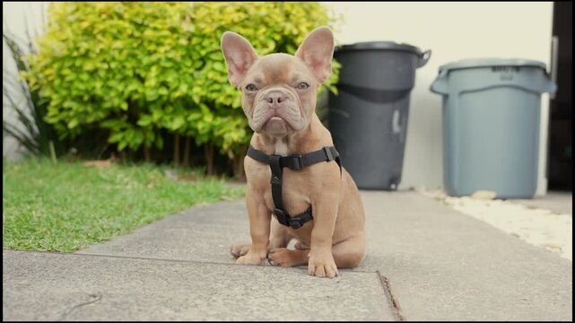 Cachorro caminando bulldog frances