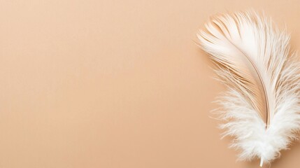 Obraz premium Soft Feather on Beige Background for Elegant Minimalist Design