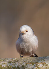 
long-tailed tit 