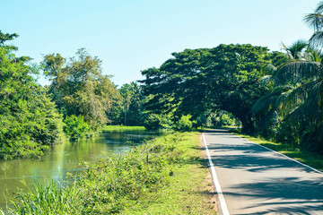 Scenic Asphalt Road Surrounded by Lush Green Trees. Peaceful Country Road Through a Natural Green Landscape. Asphalt Road Cutting Through a Forest of Greenery. Asian Asphalt Pathway Among Tall Trees