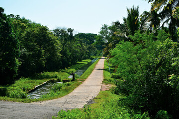 Tropical Nature Scene with Towering Coconut Trees. Lush Green Landscape Featuring Coconut Palms. Serene Nature View with Tall Coconut Trees. Coconut Trees in a Peaceful Natural Setting. Coconuts Palms
