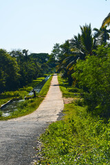 Tropical Nature Scene with Towering Coconut Trees. Lush Green Landscape Featuring Coconut Palms. Serene Nature View with Tall Coconut Trees. Coconut Trees in a Peaceful Natural Setting. Coconuts Palms