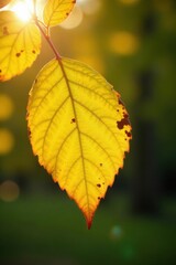 Fototapeta premium Sunlit yellow leaf, blurred green bokeh Autumn foliage detail , macro photography, fresh