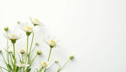 Delicate white wildflowers bloom against a stark white background , flora, bright, background