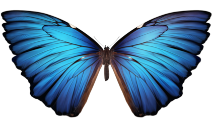 A close up shot of a vibrant blue butterfly with intricate wing patterns against a transparent background png