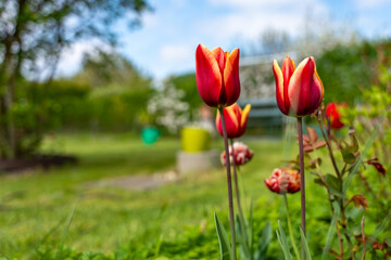 A few red and orange tulips are in a garden. There are also some green plants in the background