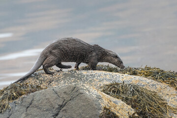 European otter (Lutra lutra) on the coast, Isle of Mull, Scotland