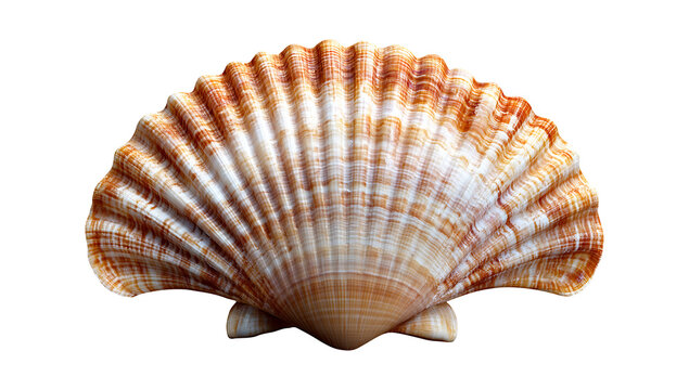 Elegant Sea Scallop Shell with Clean Transparent Backdrop, png